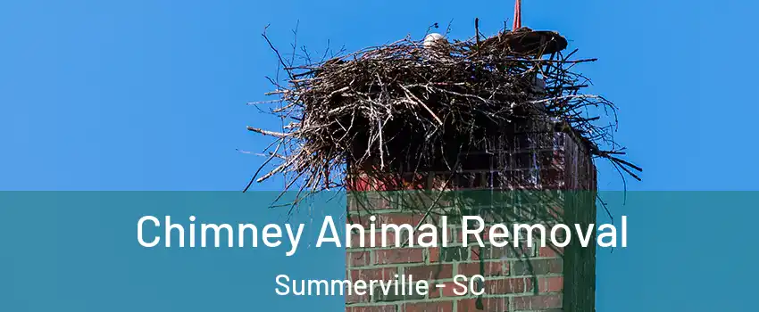 Chimney Animal Removal Summerville - SC