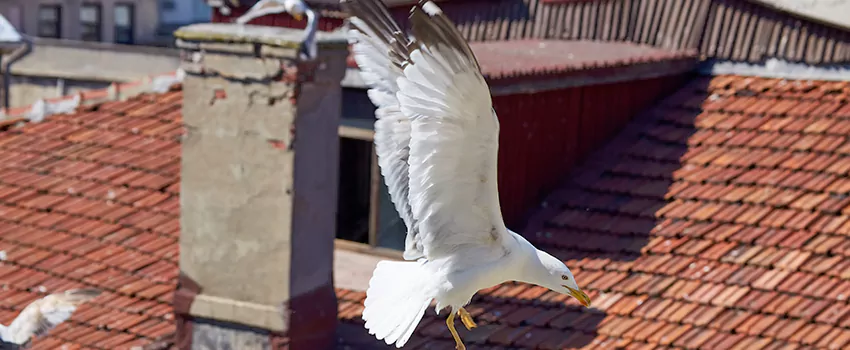 Residential Chimney Animal Removal Solution in Summerville, SC