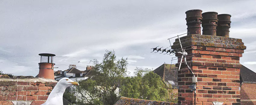 Chimney Cleaning And Restoration in Summerville, South Carolina